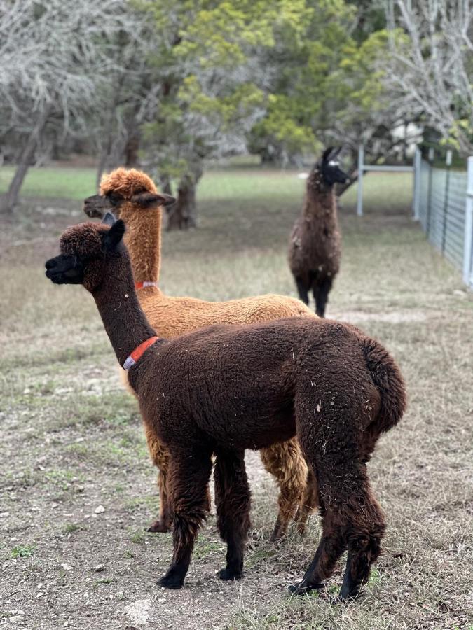 Villa Relaxing Alpaca Ranch Mins From Downtown Wimberley Exterior foto